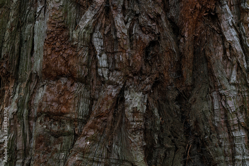 dry tree bark texture and background, nature concept dry tree bark texture and background, nature concept