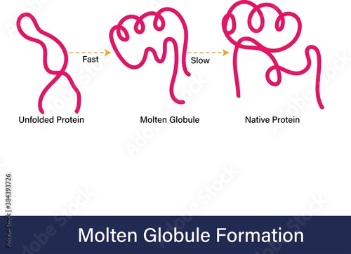 Molten globule formation, Folding of native primary structure of protein into functional tertiary conformation with molten structure in middle of the process. photo