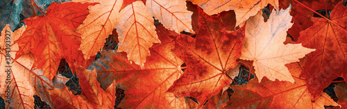 Beautiful Wide Angle Nature autumn Background.