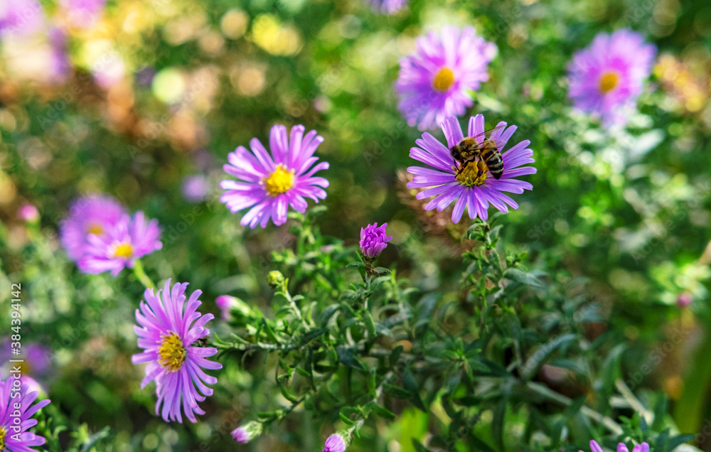 bumblebee on autumn purple flower summer bumblebee on autumn purple flower summer