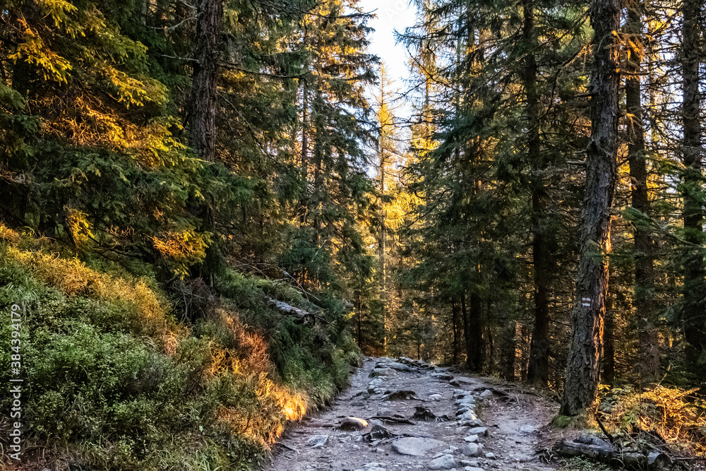Fototapeta premium Coniferous forest, High Tatras mountains, Slovakia, sunrise scene