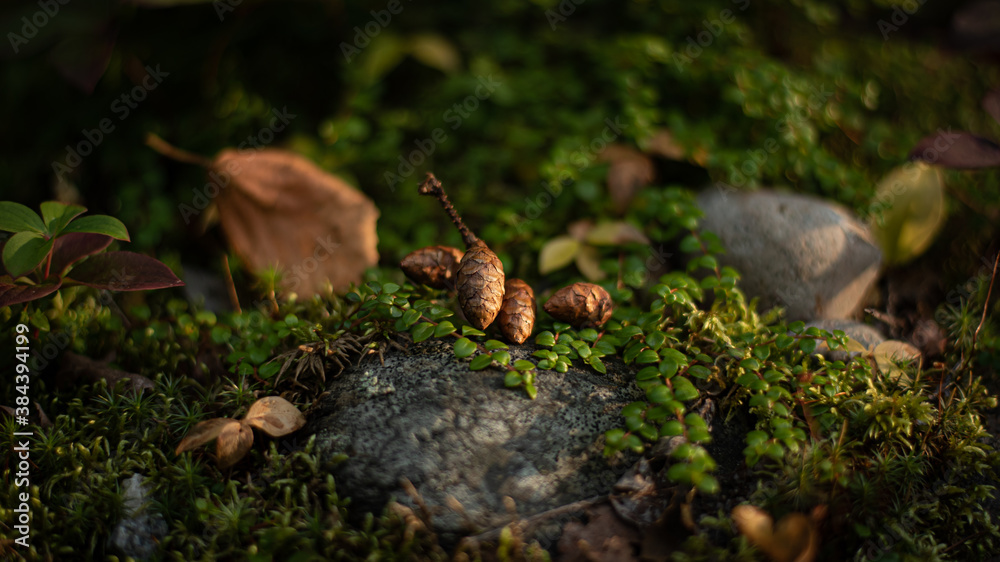 Obraz premium Miniature landscape with cedar cones on stone