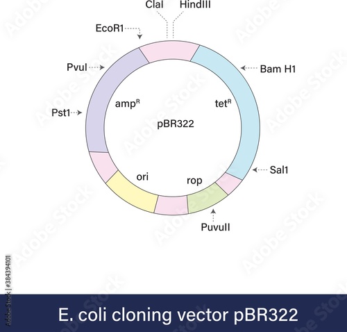 Schematic representation of bacterial cloning  plasmid pBR322 with multiple cloning sites antibiotic resistance genes used for gene cloning in biotechnology and genetic engineering vector eps