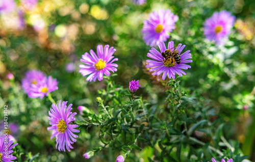 bumblebee on autumn purple flower summer
