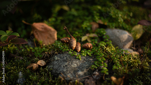 Miniature landscape with cedar cones on stone