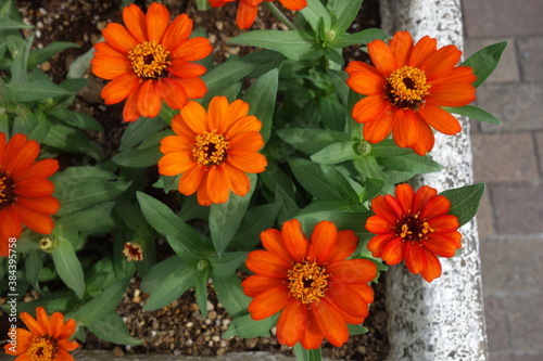 ９月に咲いたオレンジのジニアの花