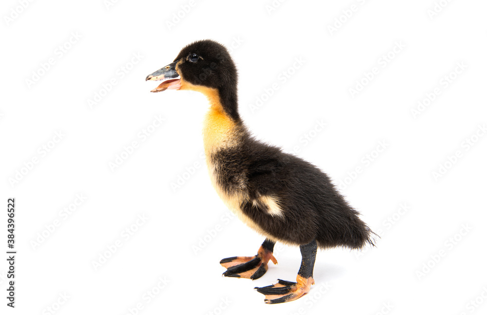 Fototapeta premium little goslings isolated