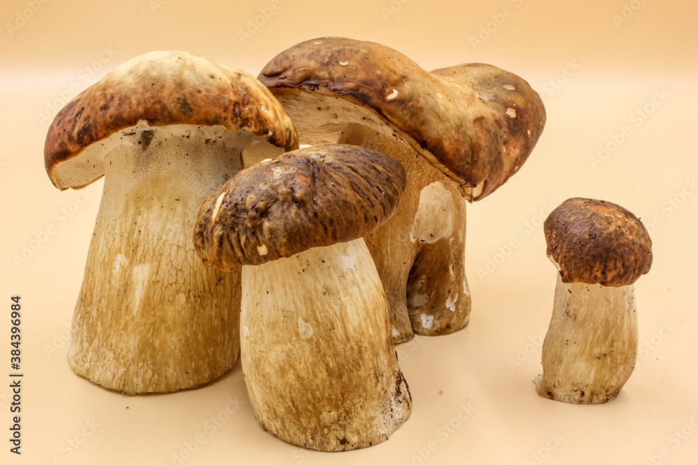 closeup of a group Porcini mushroom edible fungi isolated on a beige background closeup of a group Porcini mushroom edible fungi isolated on a beige background