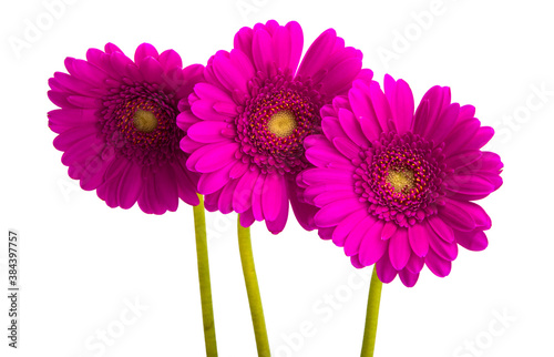 beautiful gerbera isolated