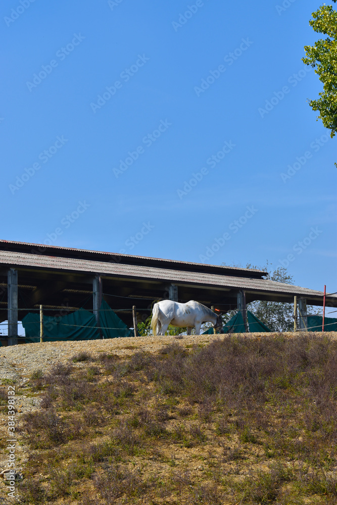 view of a stable with racing horses
