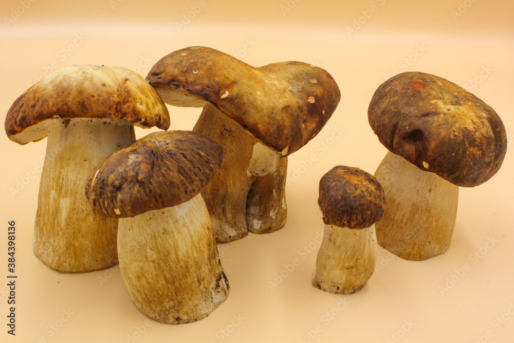 closeup of a group Porcini mushroom edible fungi isolated on a beige background closeup of a group Porcini mushroom edible fungi isolated on a beige background