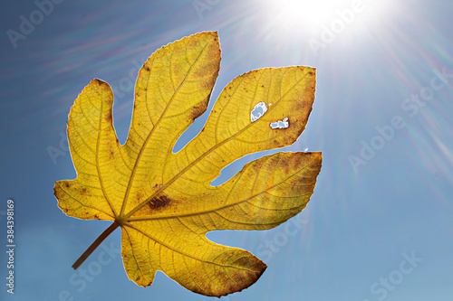 A yellowed fallen fig leaf against a background of blue sky and sun. Autumn season