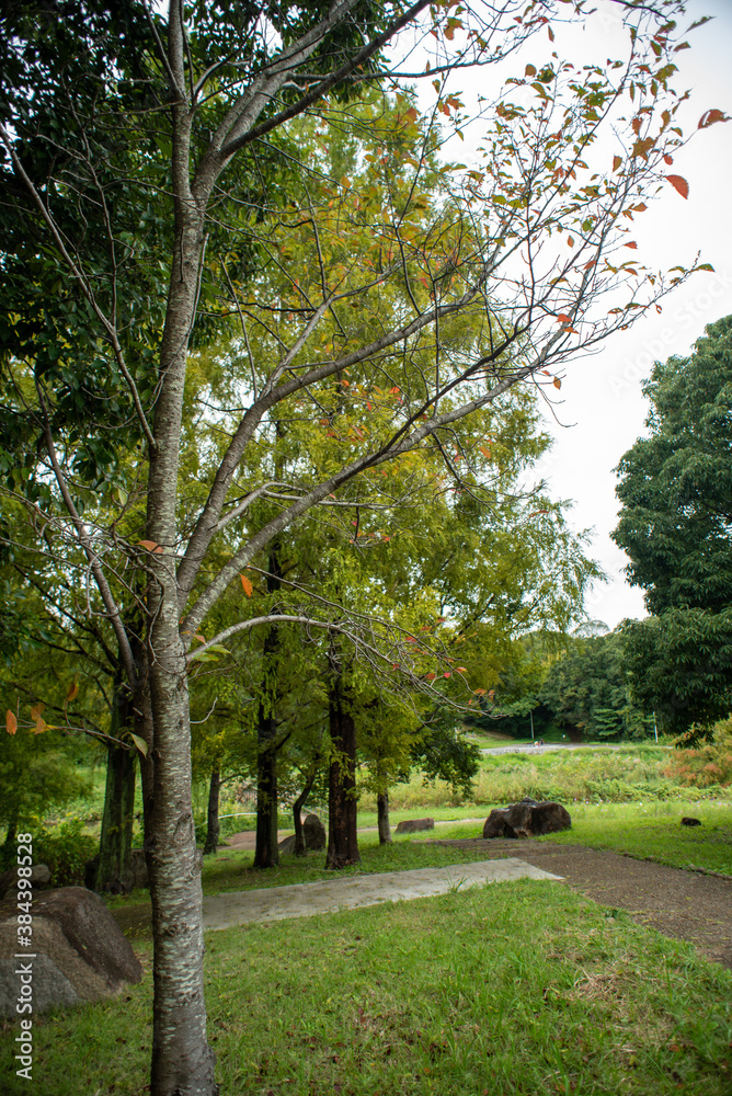 Obraz premium path in the park