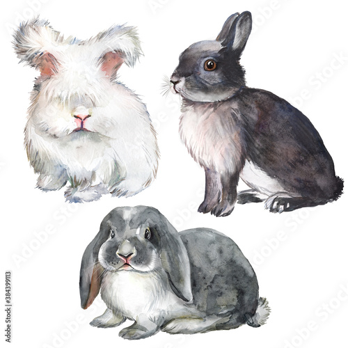 Watercolor set with colorful decorative rabbits, farm pet, fluffy cute rabbit, farm, animal