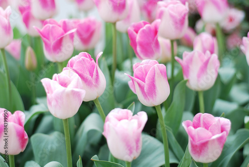 Tulip flower with green leaf background in tulip field at winter season