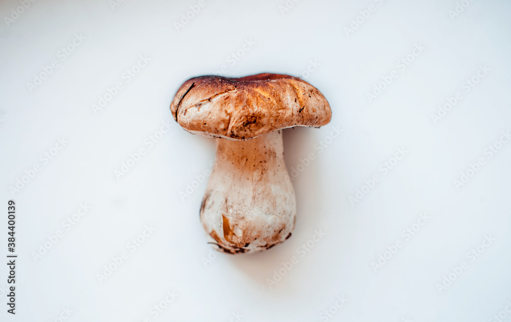 One white mushroom. isolated on white background One white mushroom. isolated on white background