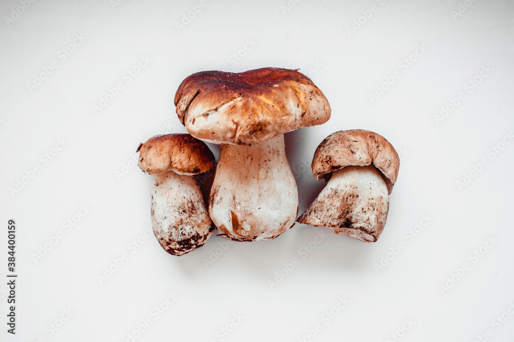 ceps mushrooms on a white background