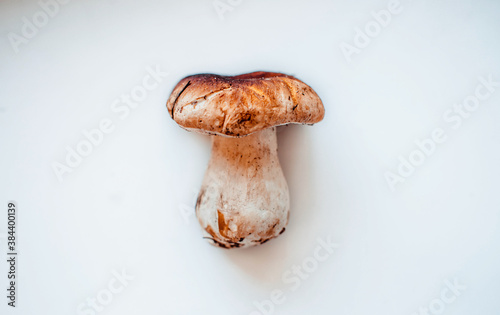 One white mushroom. isolated on white background