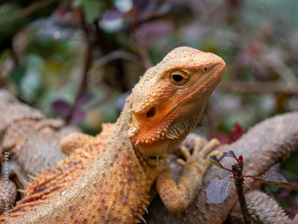 Obraz premium Orange Lizard