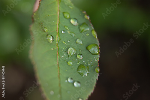 close up water droplets on a green lead