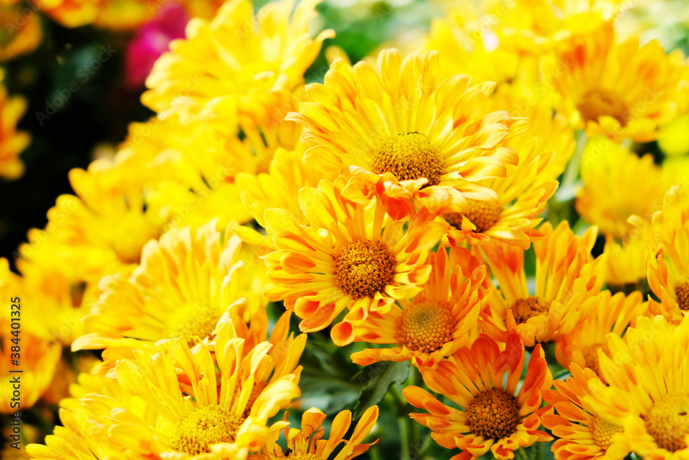 Obraz premium Beautiful Chrysanthemums in the Thailand Garden