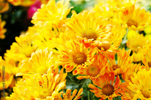 Beautiful Chrysanthemums in the Thailand Garden