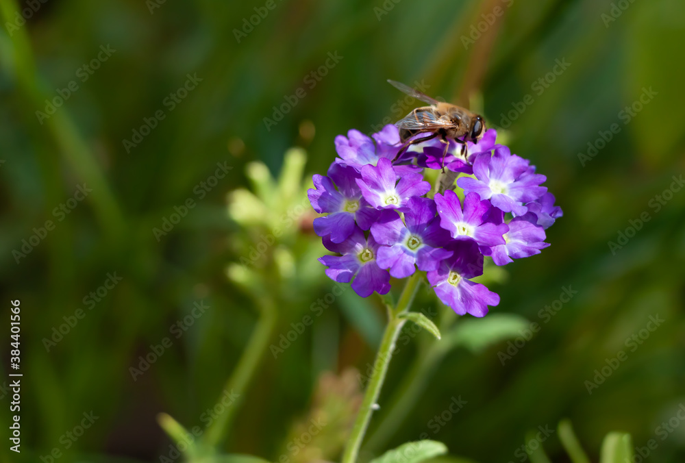 A bee sits on a lilac verbena flower A bee sits on a lilac verbena flower