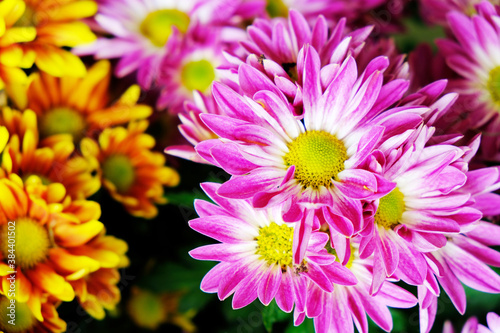 Beautiful Chrysanthemums in the Thailand Garden