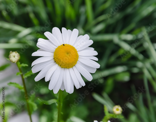 garden chamomile flower
