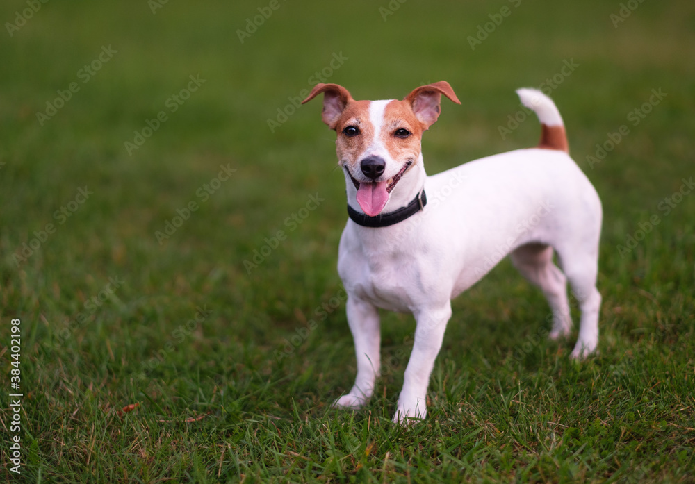 Happy dog, jack russell terrier on the green grass Happy dog, jack russell terrier on the green grass