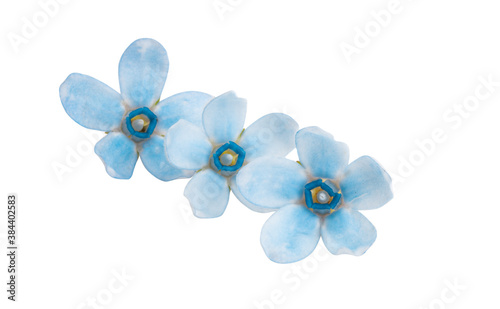 oxypetalum flower isolated