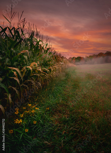 Sunrise on foggy morning - Romac Orchard, Acton, Maine.