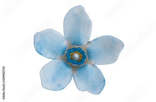 oxypetalum flower isolated photo