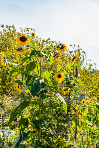 Sonnenblume10102020a