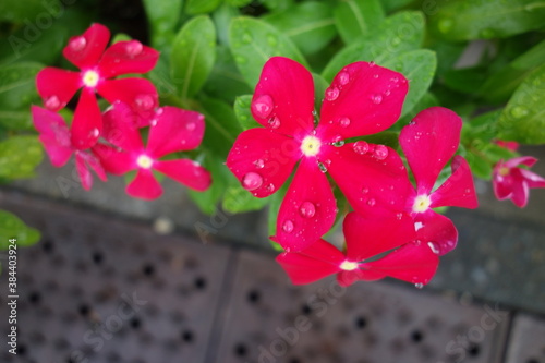 雨に濡れた赤い日日草の花