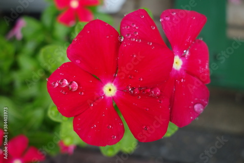 雨に濡れた赤い日日草の花