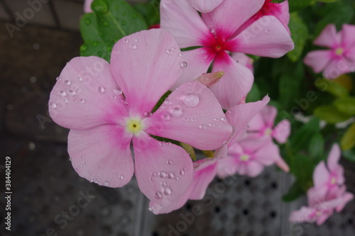 雨に濡れたピンクの日日草の花