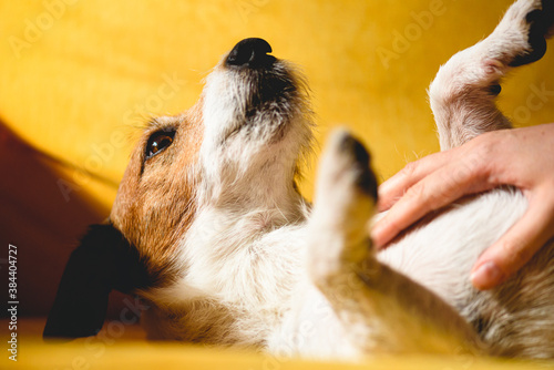 Εκτύπωση καμβά Woman's hand caresses happy pet dog lying on back on sofa