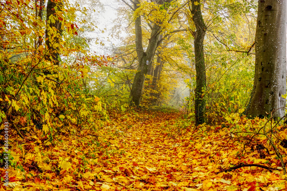 Herbst Blätter