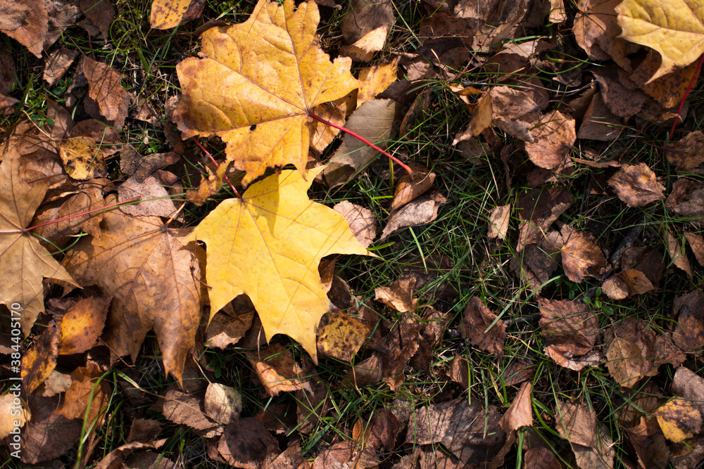 bright autumn carpet of fallen maple leaves from trees. state of nature in mid-autumn. the view from the top