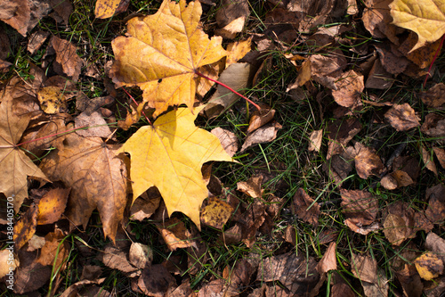 bright autumn carpet of fallen maple leaves from trees. state of nature in mid-autumn. the view from the top