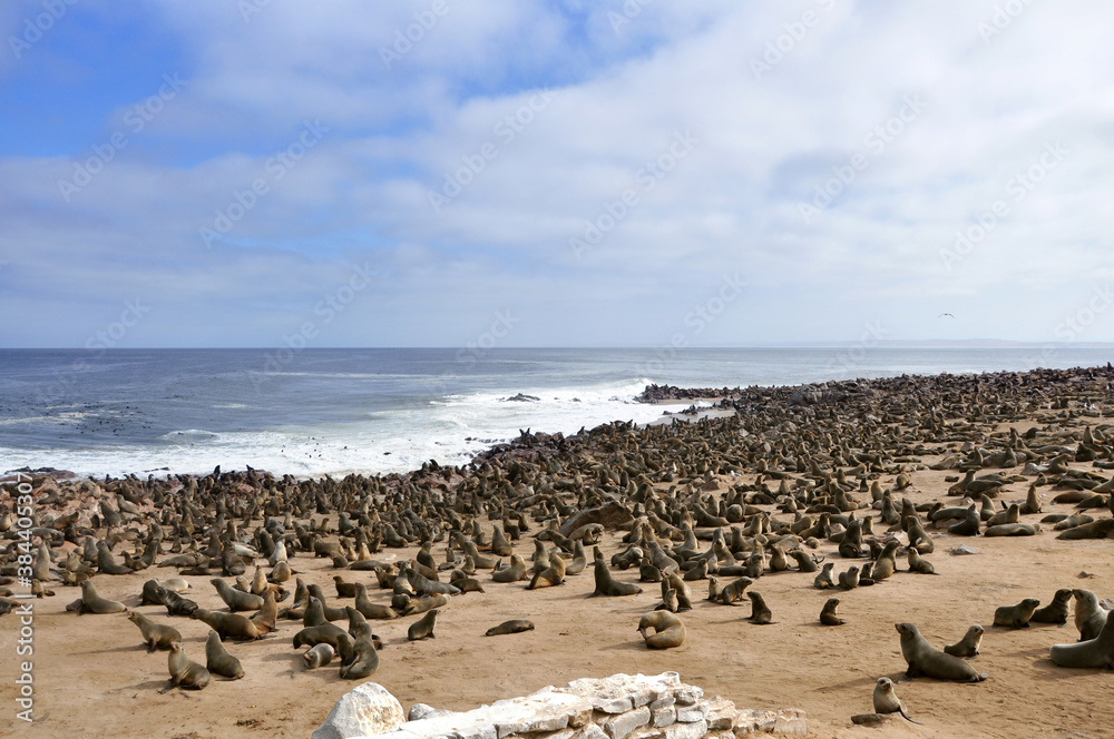 Big colony of Cape Fur Seals (Arctocephalus pusillus) laying on the beach near Atlantic ocean with big waves crashing on the coast, Cape Cross Seal Reserve, Skeleton Coast, Namibia, Africa Big colony of Cape Fur Seals (Arctocephalus pusillus) laying on the beach near Atlantic ocean with big waves crashing on the coast, Cape Cross Seal Reserve, Skeleton Coast, Namibia, Africa