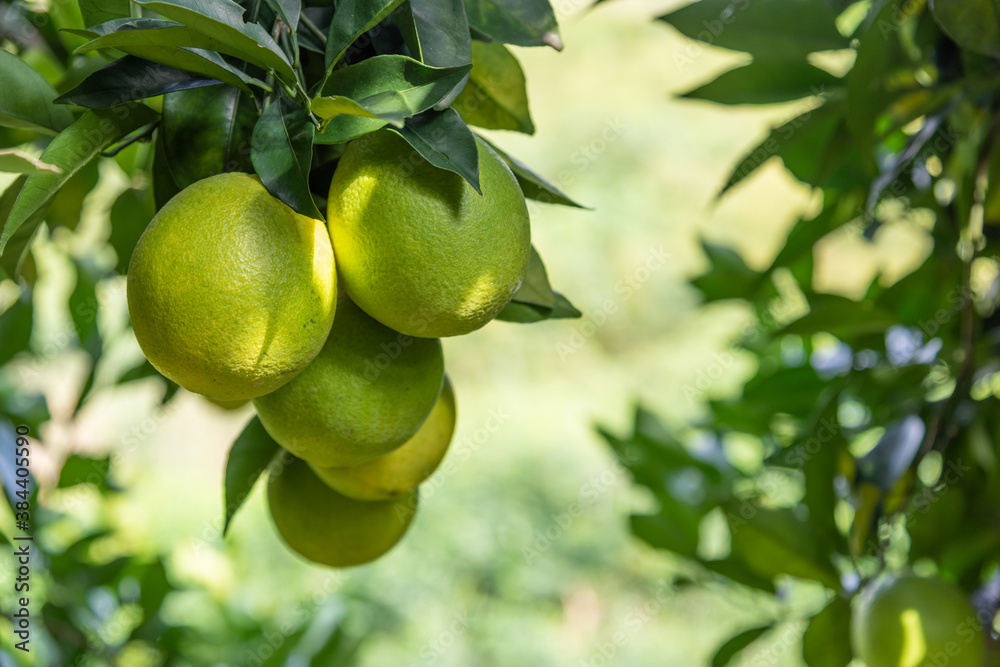 Close-up of unripe Newhall navel oranges in the orchard