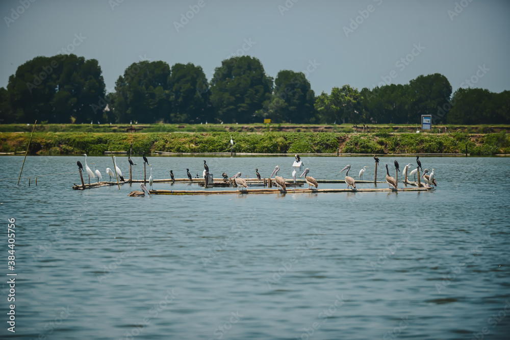 Zoom shot of white and black color birds perched on the timber on the water. River is still and has a stripe pattern. Edges of the picture have a vignette. Idea for poultry background with copy space. Zoom shot of white and black color birds perched on the timber on the water. River is still and has a stripe pattern. Edges of the picture have a vignette. Idea for poultry background with copy space.