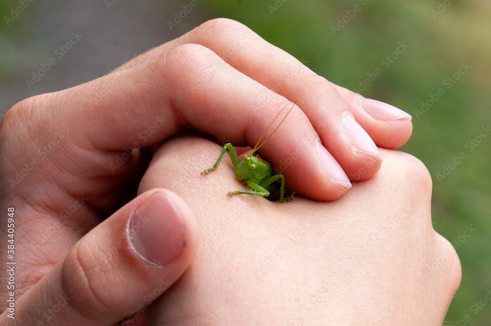 Obraz premium Grashüpfer schaut aus einer Kinderhand hervor