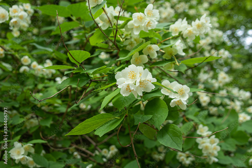 beautiful, natural, with a wonderful aroma of Jasmine flowers on a tree in the summer in the garden,Park beautiful, natural, with a wonderful aroma of Jasmine flowers on a tree in the summer in the garden,Park