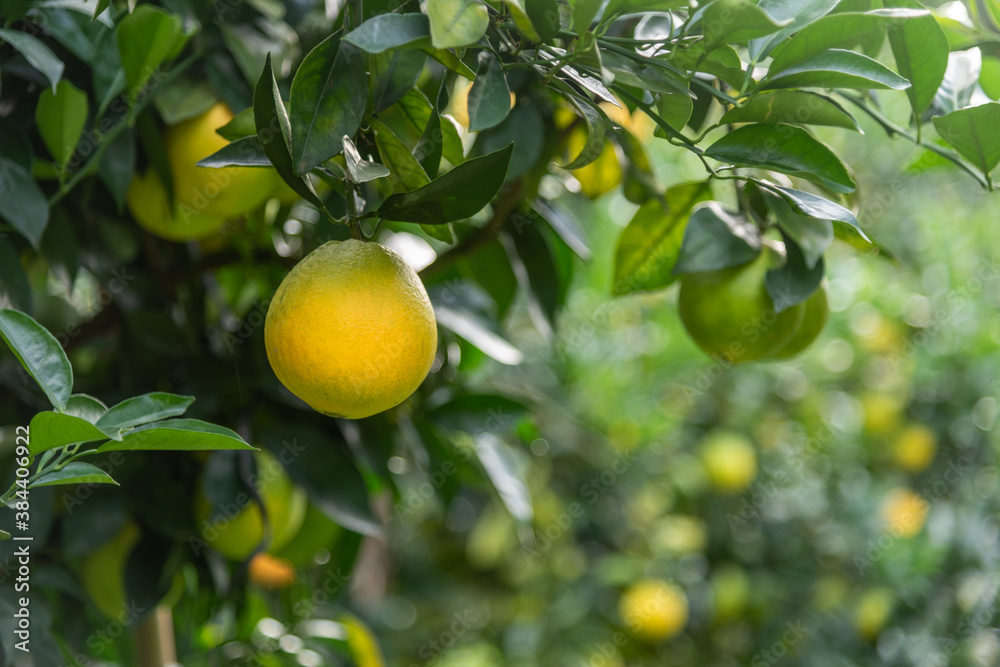 Close up of Newhall navel oranges ready to ripen on the tree.