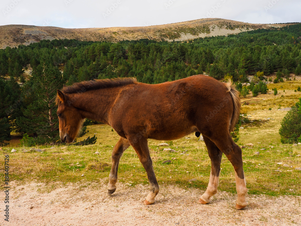 Brown little horse in the mountains of Neila Brown little horse in the mountains of Neila