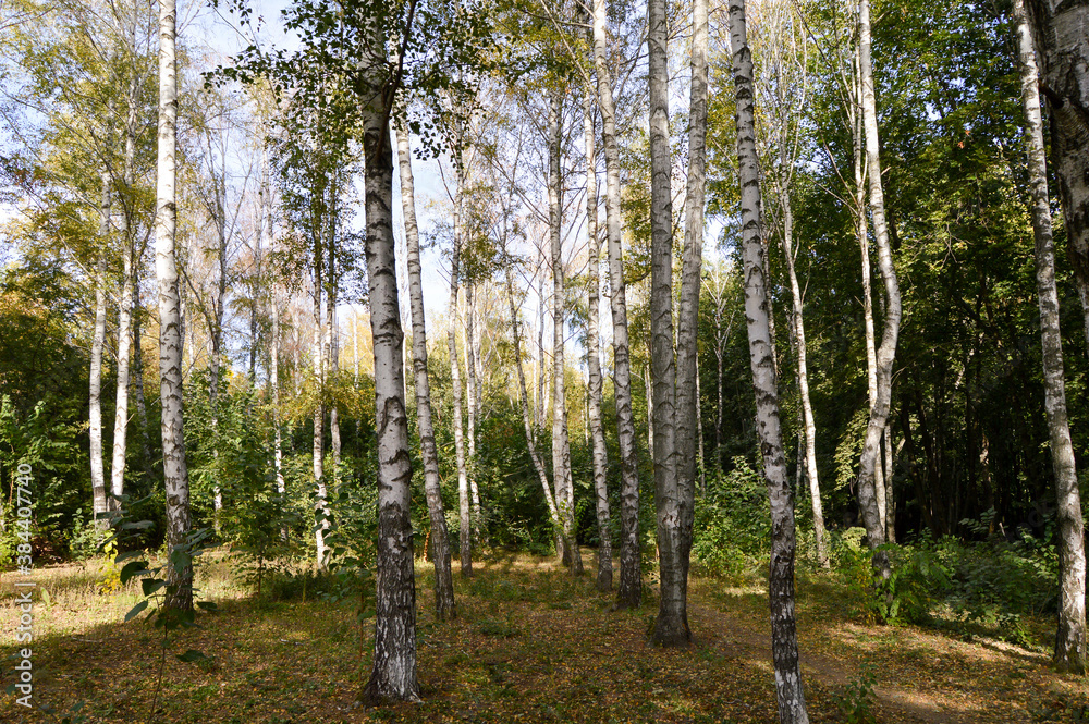 Obraz premium trees in the forest