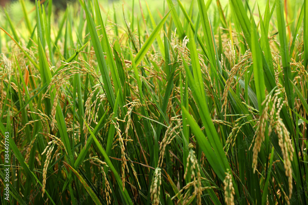 Fototapeta premium The rice whole grain